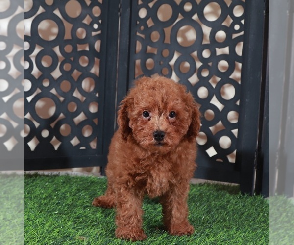 Medium Photo #3 Poodle (Miniature) Puppy For Sale in MOUNT VERNON, OH, USA