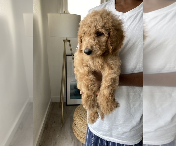 Medium Photo #12 Goldendoodle-Poodle (Standard) Mix Puppy For Sale in LOS ANGELES, CA, USA
