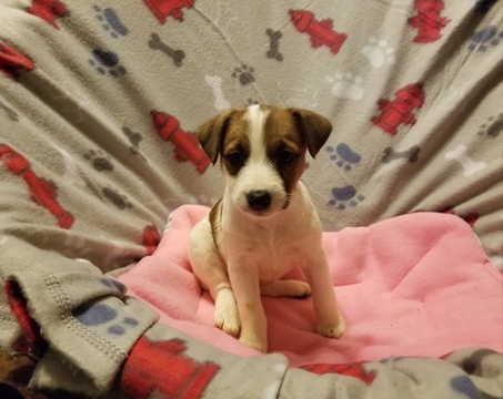 Medium Photo #1 Jack Russell Terrier Puppy For Sale in MANSFIELD, TX, USA
