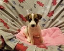 Small Photo #1 Jack Russell Terrier Puppy For Sale in MANSFIELD, TX, USA