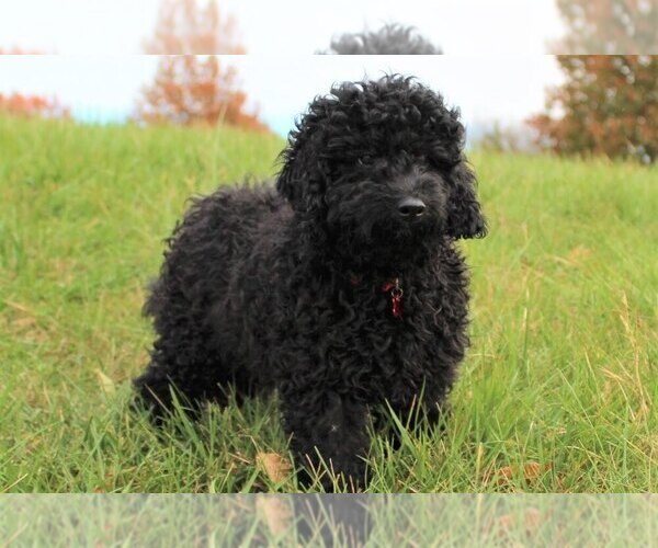 Medium Photo #5 Goldendoodle-Poodle (Miniature) Mix Puppy For Sale in HOLDEN, MO, USA