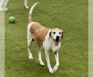 Treeing Walker Coonhound Dogs for adoption in Denton, TX, USA