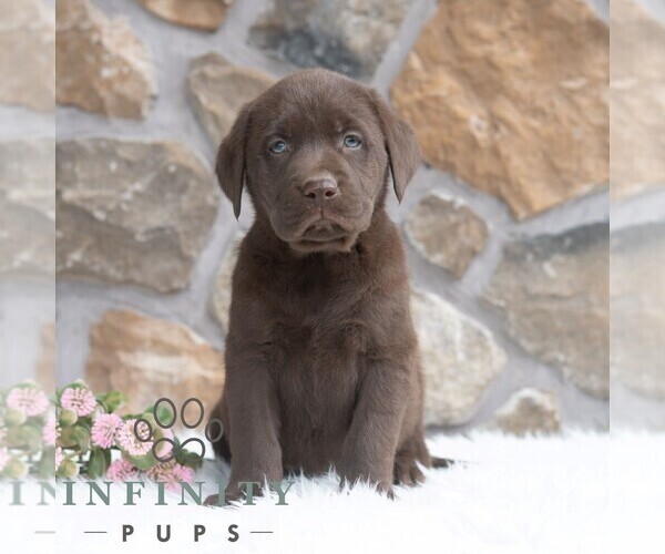 Medium Photo #4 Labrador Retriever Puppy For Sale in MIFFLINTOWN, PA, USA