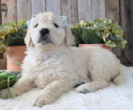 Small Photo #9 Goldendoodle Puppy For Sale in HONEY BROOK, PA, USA