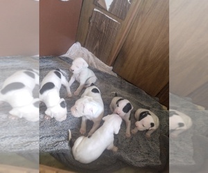 Dogo Argentino Puppy for sale in HOLBROOK, AZ, USA