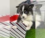 Small Photo #38 Pomsky-Shiba Inu Mix Puppy For Sale in NASHUA, NH, USA