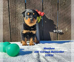 Puppy Matthew Rottweiler