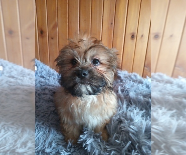 Medium Photo #1 Silky Cocker Puppy For Sale in WOBURN, MA, USA