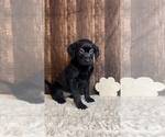 Small Photo #5 Labrador Retriever Puppy For Sale in FRANKLIN, IN, USA