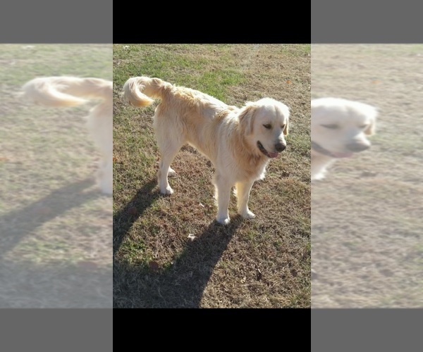 Medium Photo #1 Golden Retriever Puppy For Sale in FAYETTEVILLE, TN, USA