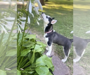 Siberian Husky Puppy for sale in WOODLAWN, IL, USA