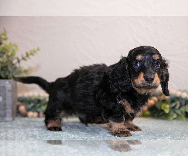 Medium Photo #18 Dachshund Puppy For Sale in NAPPANEE, IN, USA
