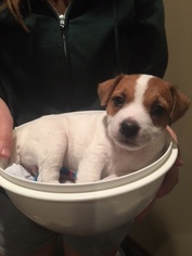 Jack Russell Terrier Puppy for sale in TUALATIN, OR, USA