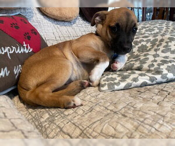 Medium Photo #7 Chihuahua-Unknown Mix Puppy For Sale in Plainfield, IL, USA