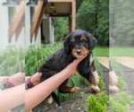Small Photo #51 Golden Mountain Doodle  Puppy For Sale in BROKEN ARROW, OK, USA