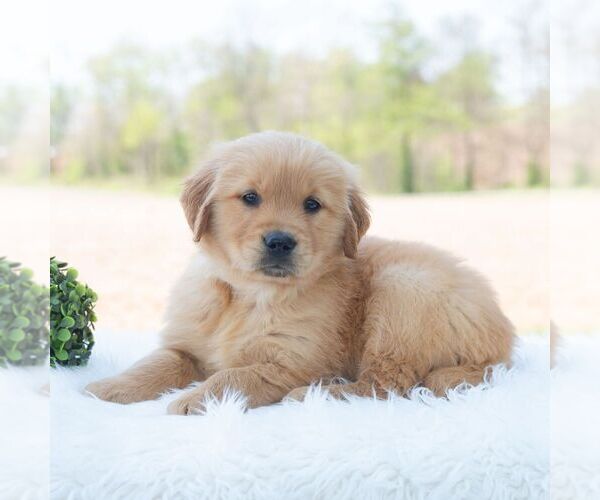 Medium Photo #6 Golden Retriever Puppy For Sale in NEWPORT, PA, USA
