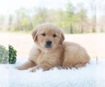 Small #5 Golden Retriever