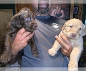 Kangaroo Dog-Labradoodle Mix Puppy for sale in LA FARGEVILLE, NY, USA