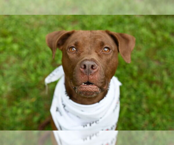 Medium Photo #3 American Pit Bull Terrier Puppy For Sale in Gloversville, NY, USA