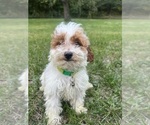 Small #29 Poodle (Miniature)