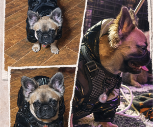 French Bulldog Puppy for sale in SNELLVILLE, GA, USA