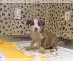 Small Mutt