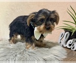 Small #1 Yorkshire Terrier