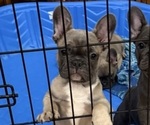 Small #1 French Bulldog