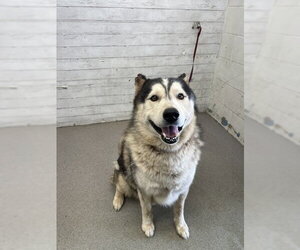 Siberian Husky Dogs for adoption in San Bernardino, CA, USA