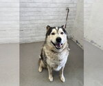 Small Siberian Husky