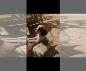 Cavalier King Charles Spaniel Puppy for sale in TITUSVILLE, FL, USA
