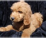 Small Photo #6 Goldendoodle (Miniature) Puppy For Sale in BLOOMINGTON, IN, USA