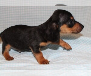 Dachshund Puppy for sale in BLOOMINGTON, IN, USA