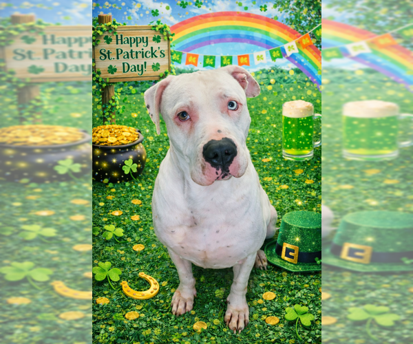 Medium Photo #1 American Bulldog-Unknown Mix Puppy For Sale in Sistersville, WV, USA