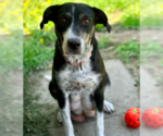 Small #3 Labrador Retriever Mix