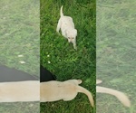 Small #19 Labrador Retriever