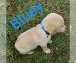 Puppy Bluey Golden Retriever