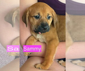 Mutt Dogs for adoption in Gilberts, IL, USA