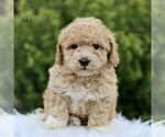 Small Photo #4 Bichpoo Puppy For Sale in BIRD IN HAND, PA, USA