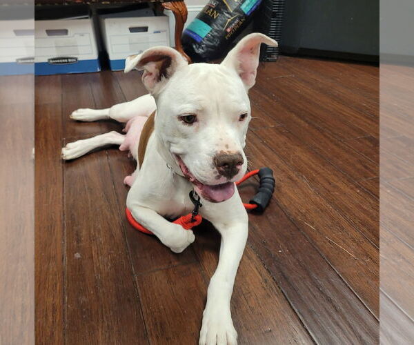 Medium Photo #2 Mutt Puppy For Sale in Holly Springs, NC, USA