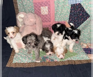 Cavapoo-Poodle (Miniature) Mix Litter for sale in MUNFORDVILLE, KY, USA