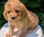 Small Photo #26 Cavapoo Puppy For Sale in GOSHEN, IN, USA