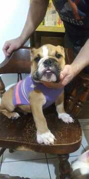 Medium Photo #6 English Bulldog Puppy For Sale in EAST HAVEN, CT, USA