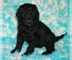 Small #1 Labradoodle