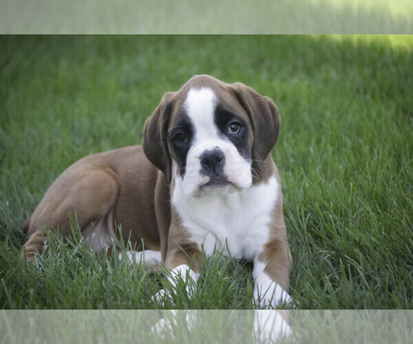 Medium Photo #9 Boxer Puppy For Sale in SHIPSHEWANA, IN, USA