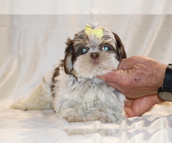 Medium Photo #1 Shih Tzu Puppy For Sale in DYERSBURG, TN, USA