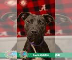 Small #2 Labrador Retriever Mix