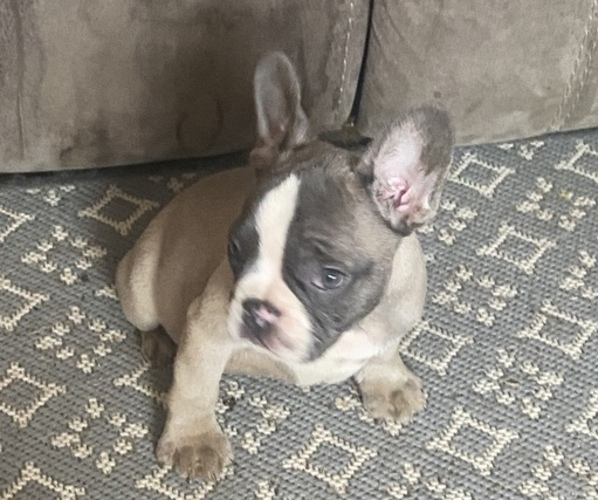 Medium Photo #2 French Bulldog Puppy For Sale in NORRIS CITY, IL, USA