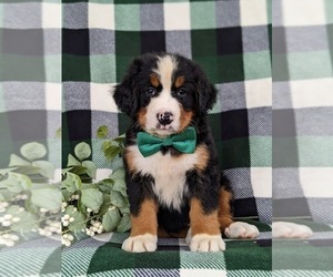 Bernese Mountain Dog Puppy for sale in NEW HOLLAND, PA, USA