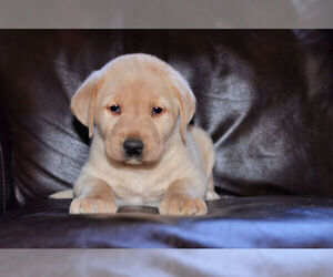 Labrador Retriever Puppy for sale in WEST BROOKFIELD, MA, USA